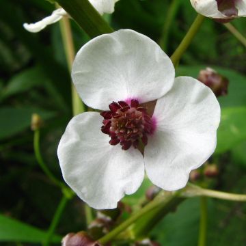 Sagitária sagittifolia