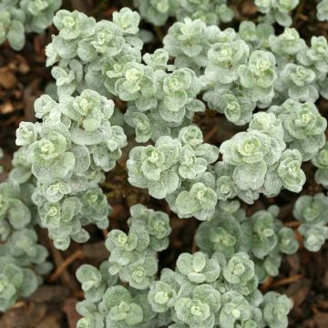 Salix Boydii - Salgueiro