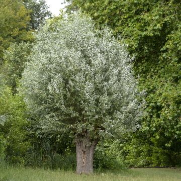 Salgueiro-branco Liempde - Salix alba