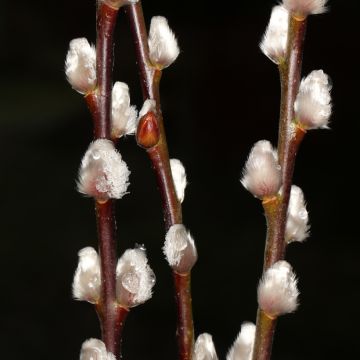 Salix × erdingeri - Salgueiro