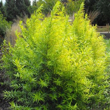 Salix sachalinensis Golden Sunshine - Salgueiro