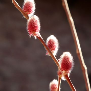 Salix chaenomeloides Mount Aso - Salgueiro