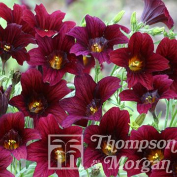 Salpiglossis sinuata Black Trumpets em sementes