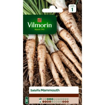 Salsifi Mammouth Vilmorin