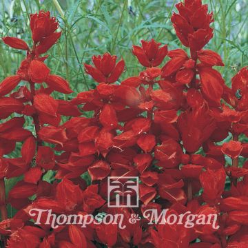 Salvia splendens Red Arrow em sementes