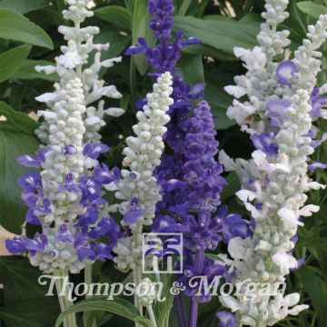 Salvia farinacea Seascape Mixed em sementes
