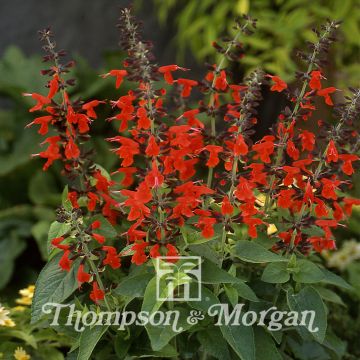 Salvia coccinea Summer Jewel Vermelho em sementes