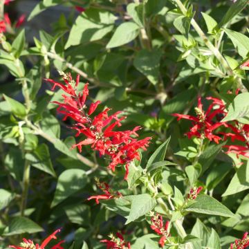 Sálvia elegans Ananas