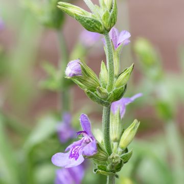 Sálvia lavandulifolia