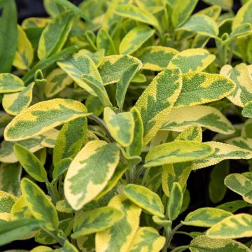 Salva Aurea - Salvia officinalis Salva Aurea - Salvia officinalis