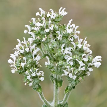 Salvia aethiopis - Erva-africana