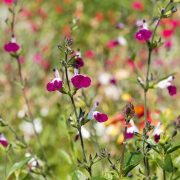 Sálvia greggii Amethyst Lips