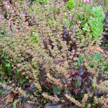 Sálvia lyrata Purple Knockout