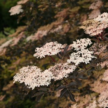 Sambucus nigra Guincho Purple
