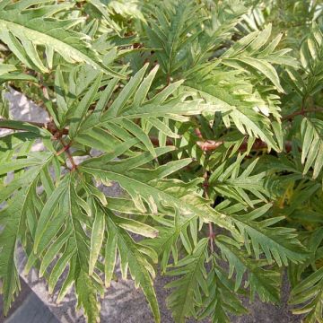 Sambucus racemosa Sutherland Gold