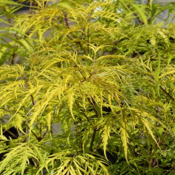 Sambucus racemosa Welsh Gold