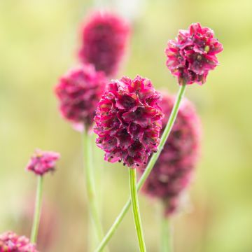 Sanguisorba Proud Mary Sanguisorba Proud Mary