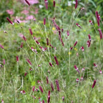 Sanguisorba menziesii Sanguisorba menziesii