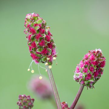 Sanguisorba minor Sanguisorba minor