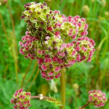 Sanguisorba minor