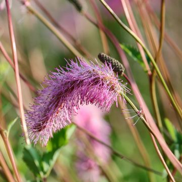 Sanguisorba obtusa Sanguisorba obtusa