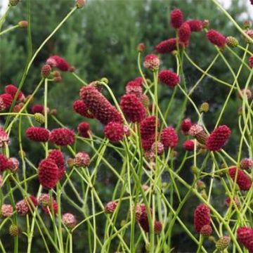 Sanguisorba officinalis Arnhem