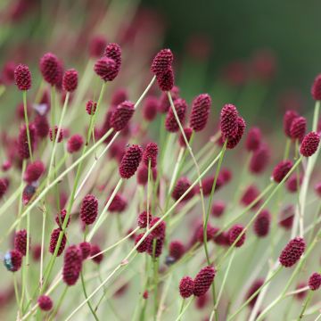 Sanguisorba officinalis Arnhem Sanguisorba officinalis Arnhem
