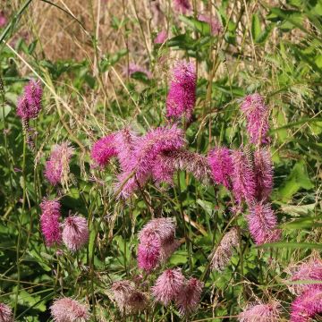 Sanguisorba officinalis Pink Tanna Sanguisorba officinalis Pink Tanna