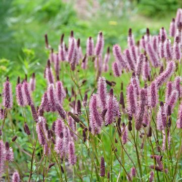 Sanguisorba Wake Up - Pimpinela