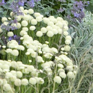 Santolina pinnata subsp neapolitana Edward Bowles - Santolina