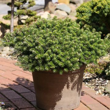 Abies koreana Green Carpet