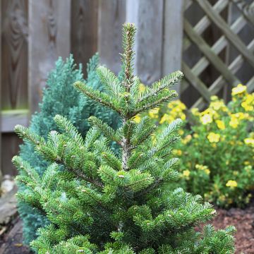 Abies koreana Molli