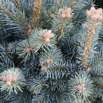 Abies lasiocarpa Compacta