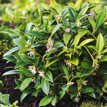 Sarcococca hookeriana Fragrant Mountain