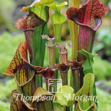 Sarracenia New Hybrids em sementes