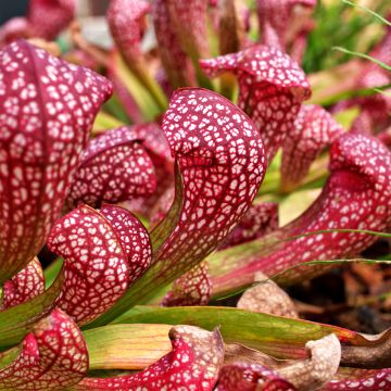 Sarracenia Scarlet Belle