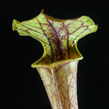 Sarracenia Tygo