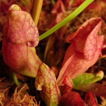 Sarracenia purpurea subsp. venosa