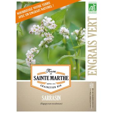 Trigo sarraceno esculentum - Adubo verde - Ferme de Sainte Marthe Bio
