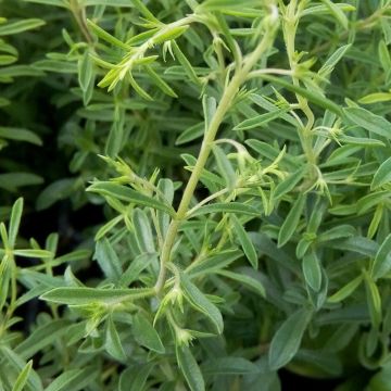 Segurelha-limão Bio