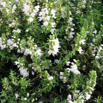 Satureja spicigera - Segurelha-rasteira