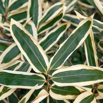 Sasa veitchii - Bambu-anão