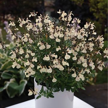 Sálvia greggii Mirage® Cream