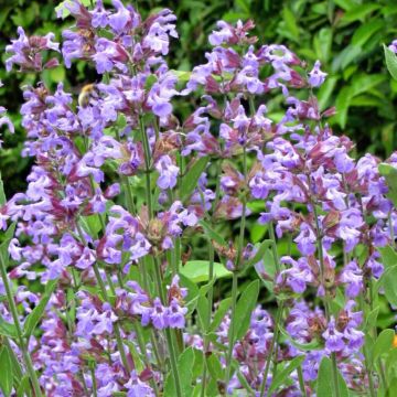 Salva - Salvia officinalis