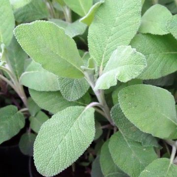 Sálvia officinalis Berggarten