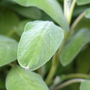 Salva Growers Friend plantas jovens - Salvia officinalis