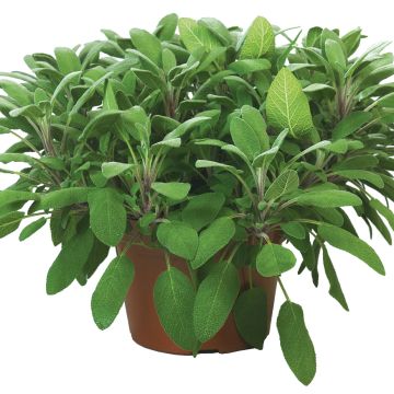Salva Growers Friend plantas jovens - Salvia officinalis