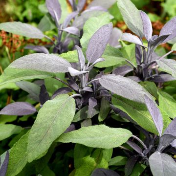 Salvia officinalis Purpurascens Salvia officinalis Purpurascens