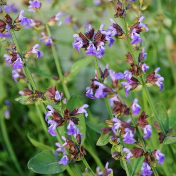 Salva - Salvia officinalis