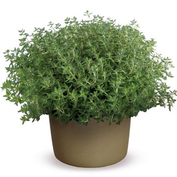 Tomilho-comum Compactus Bio